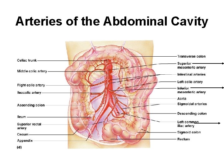 Arteries of the Abdominal Cavity 