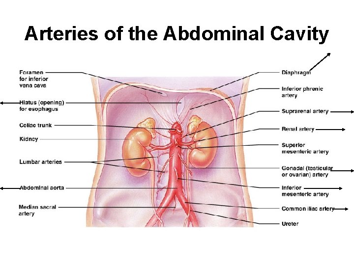 Arteries of the Abdominal Cavity 
