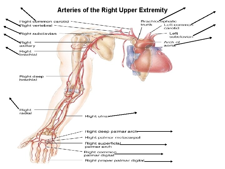 Arteries of the Right Upper Extremity 