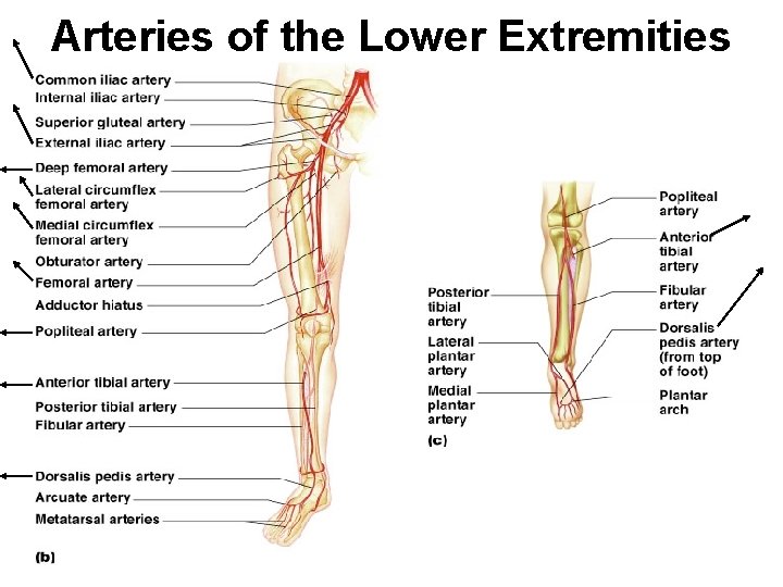 Arteries of the Lower Extremities 