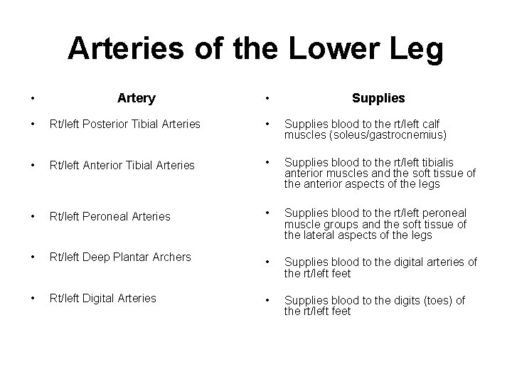 Arteries of the Lower Leg • Artery • Supplies • Rt/left Posterior Tibial Arteries