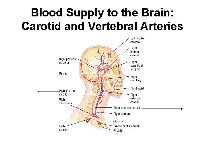 Blood Supply to the Brain: Carotid and Vertebral Arteries 