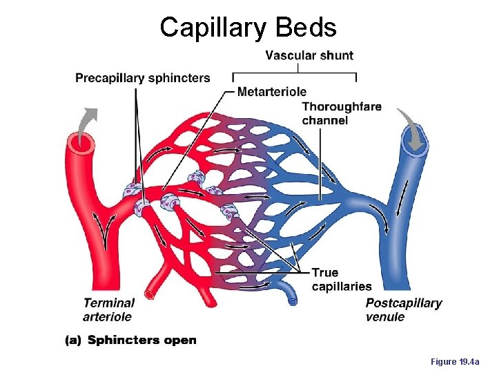 Capillary Beds Figure 19. 4 a 