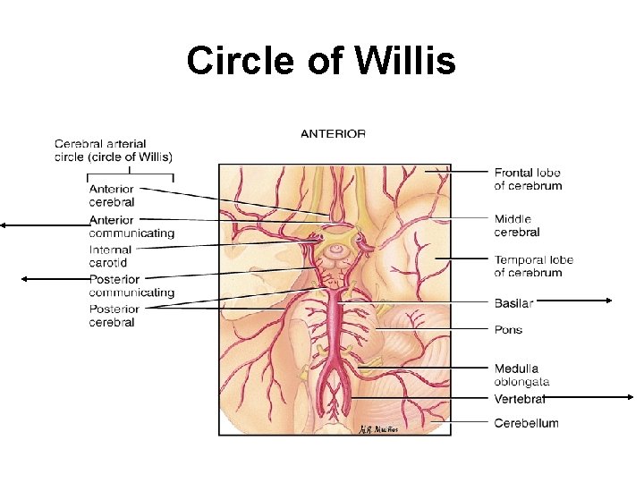 Circle of Willis 