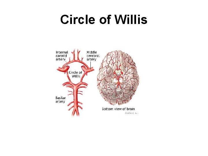 Circle of Willis 