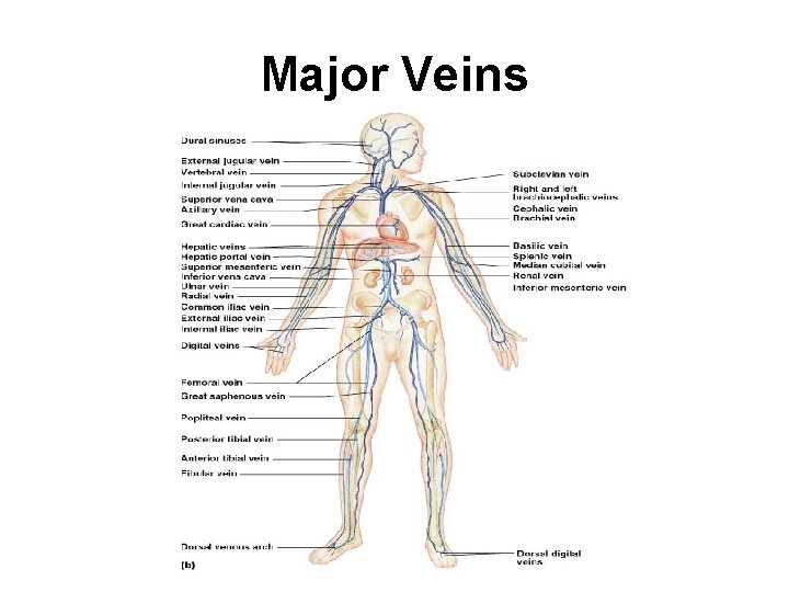 Major Veins 