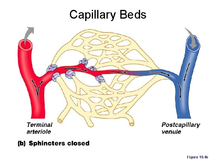 Capillary Beds Figure 19. 4 b 