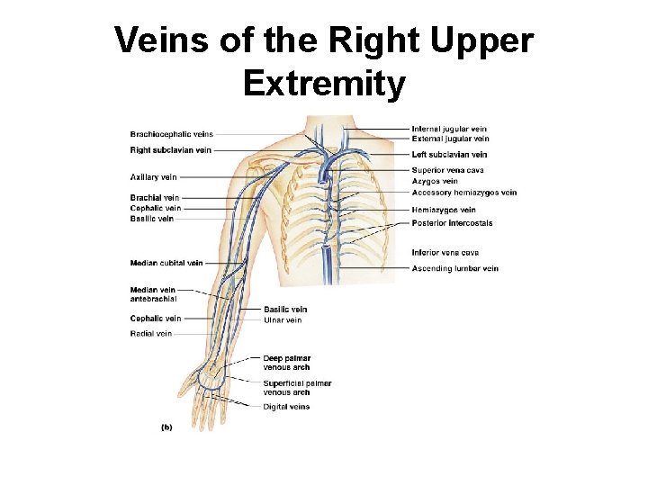 Veins of the Right Upper Extremity 