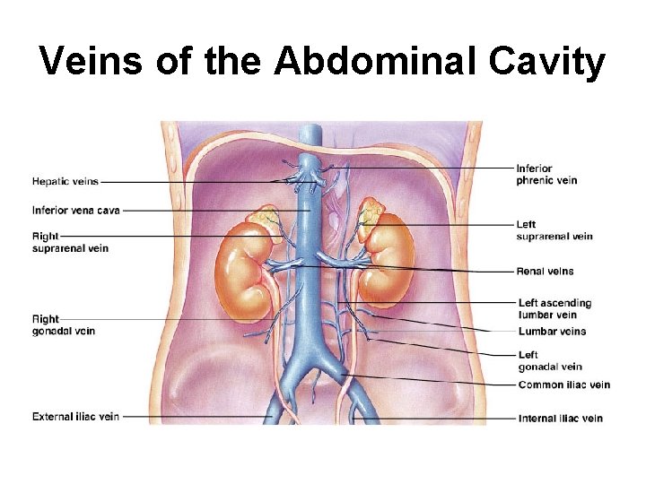 Veins of the Abdominal Cavity 