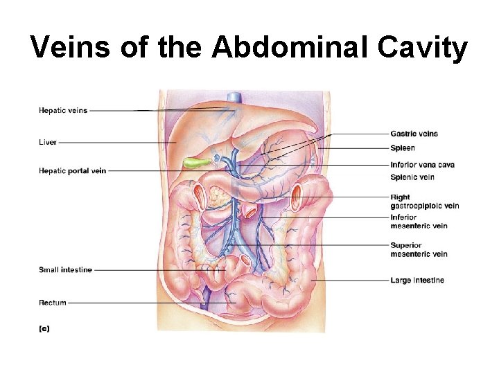 Veins of the Abdominal Cavity 