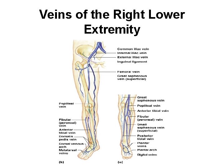 Veins of the Right Lower Extremity 