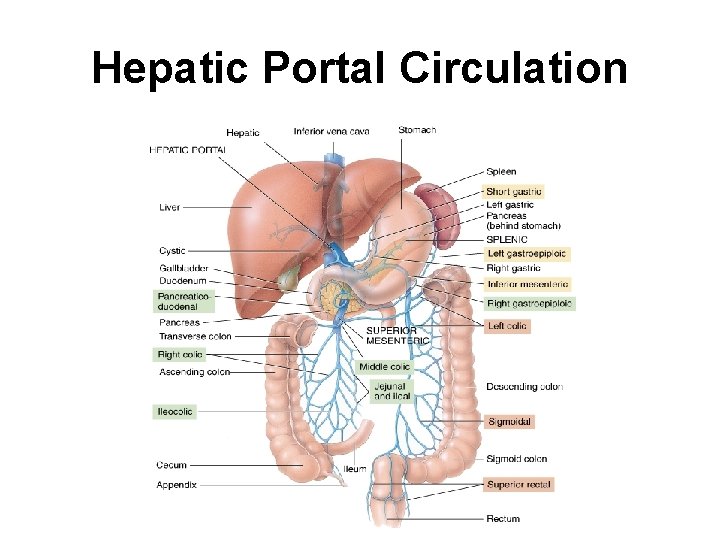 Hepatic Portal Circulation 