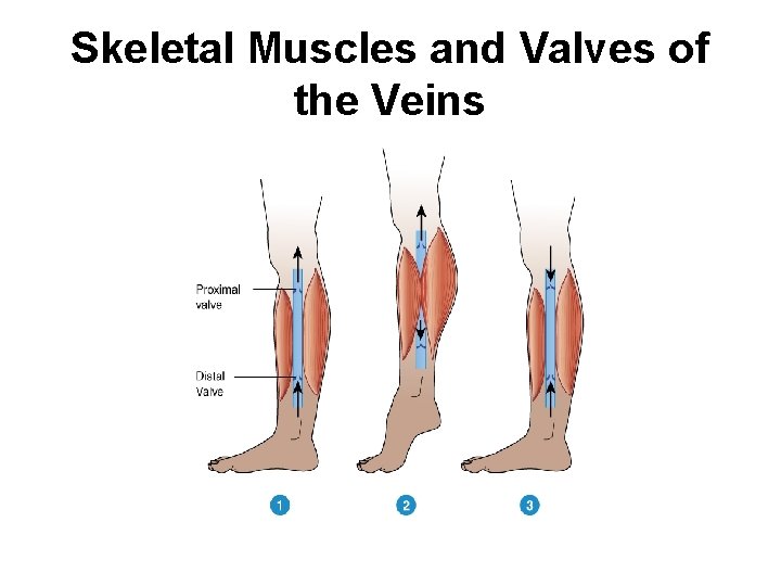 Skeletal Muscles and Valves of the Veins 