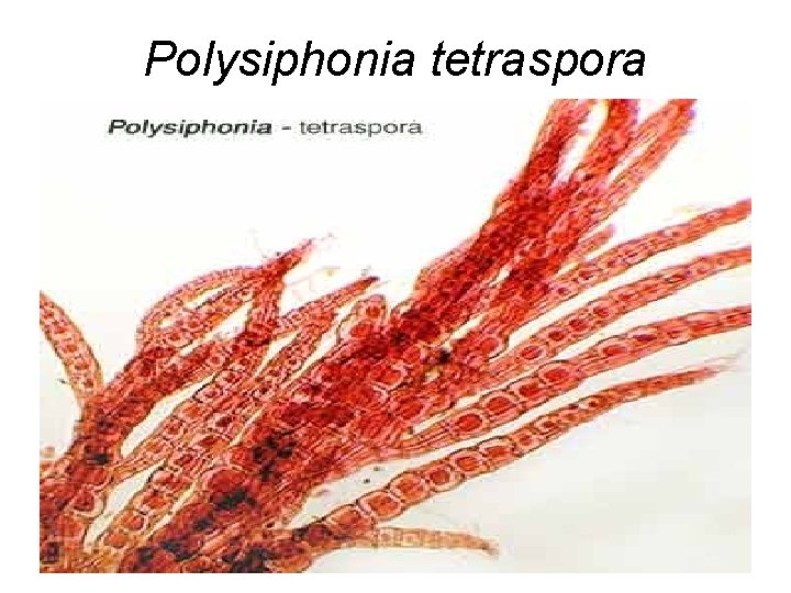 Polysiphonia tetraspora 