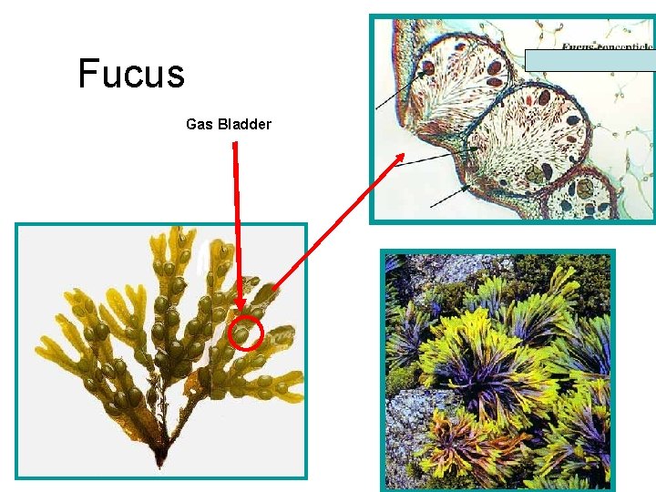 Fucus Gas Bladder 