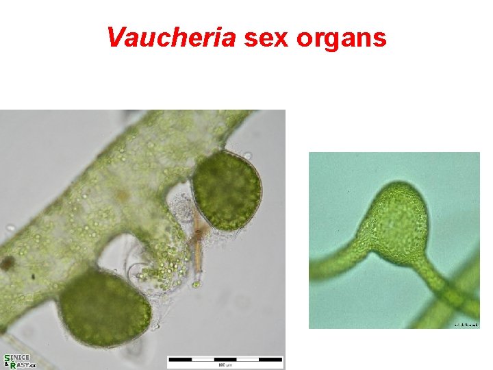 Vaucheria sex organs 