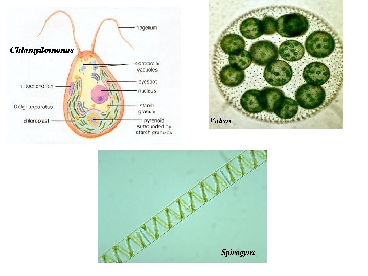 Chlamydomonas Volvox Spirogyra 