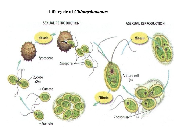 Life cycle of Chlamydomonas 