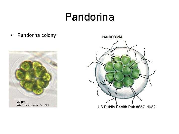 Pandorina • Pandorina colony 