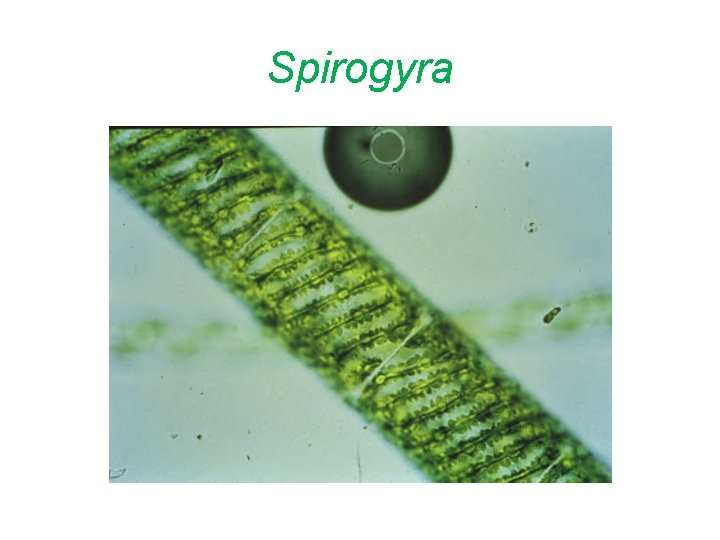 Spirogyra 