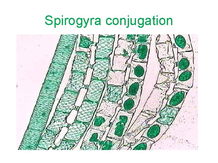 Spirogyra conjugation 