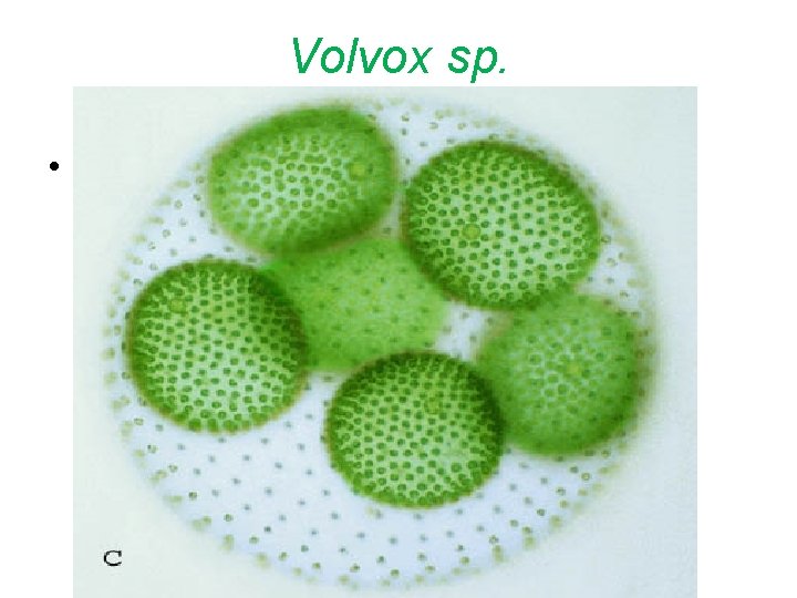 Volvox sp. • Volvox coenobium 