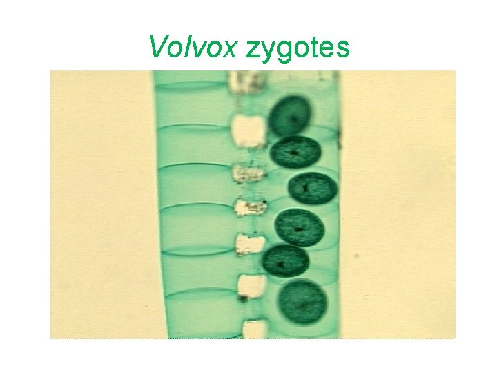 Volvox zygotes 