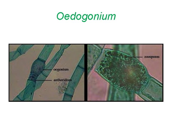 Oedogonium 
