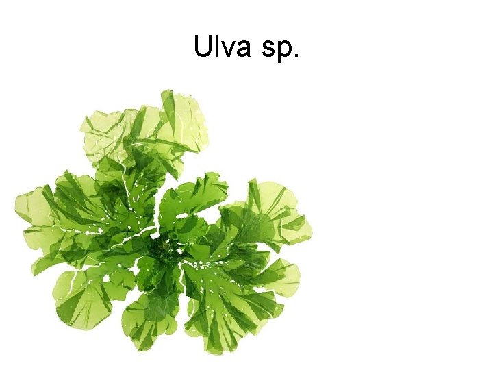 Ulva sp. 