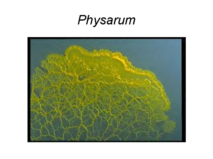 Physarum 