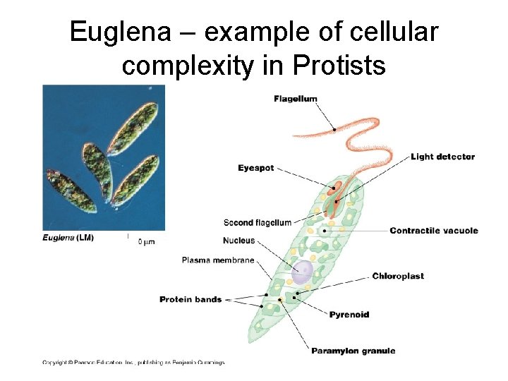 Euglena – example of cellular complexity in Protists 