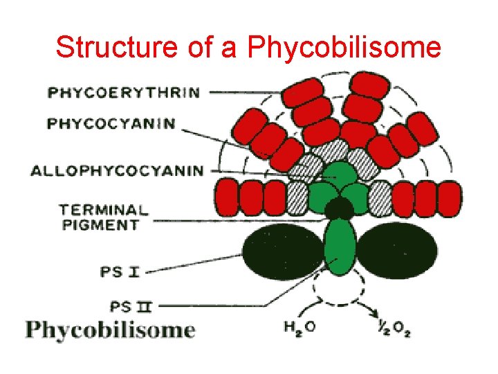 Structure of a Phycobilisome 