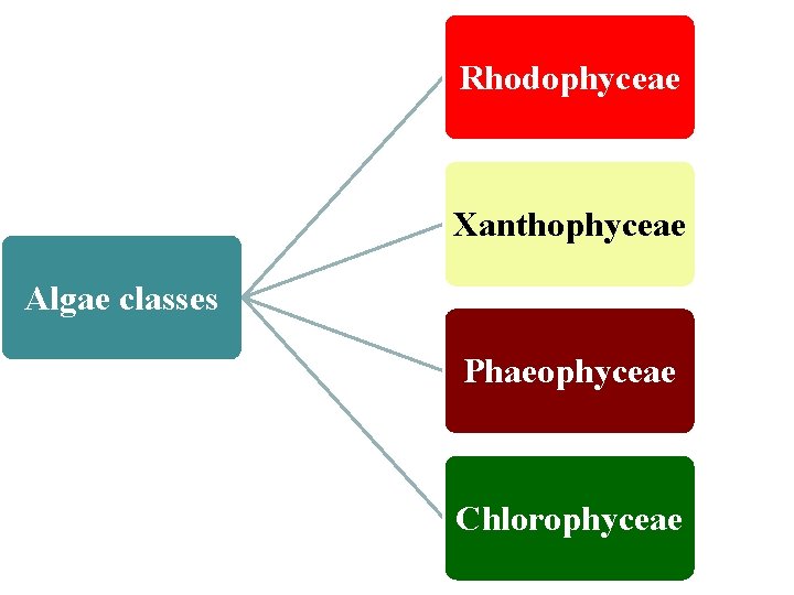 Rhodophyceae Xanthophyceae Algae classes Phaeophyceae Chlorophyceae 