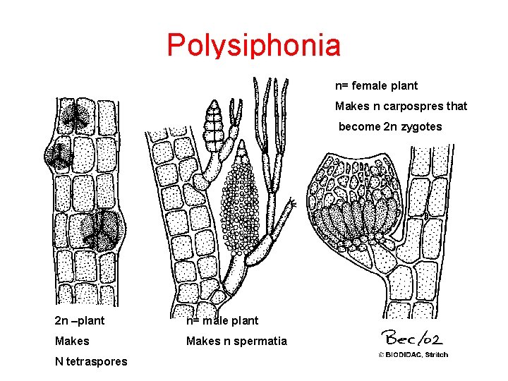 Polysiphonia n= female plant Makes n carpospres that become 2 n zygotes 2 n