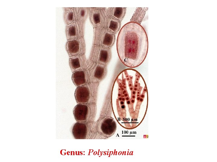 Genus: Polysiphonia 
