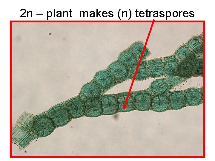 2 n – plant makes (n) tetraspores 