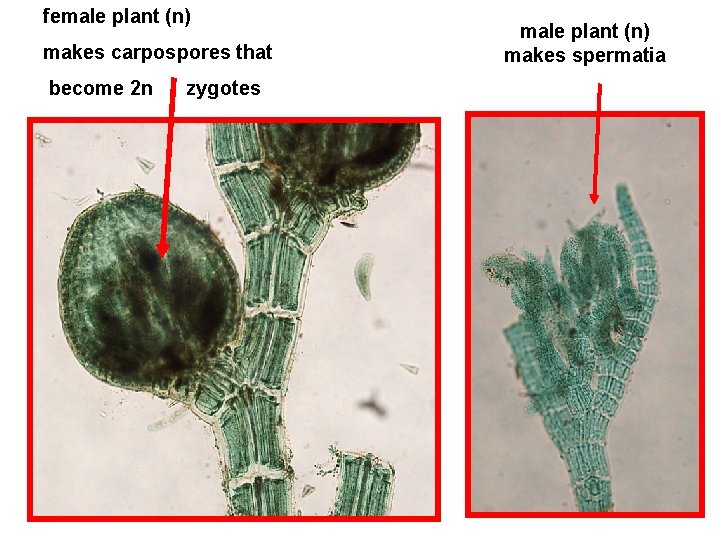 female plant (n) makes carpospores that become 2 n zygotes male plant (n) makes