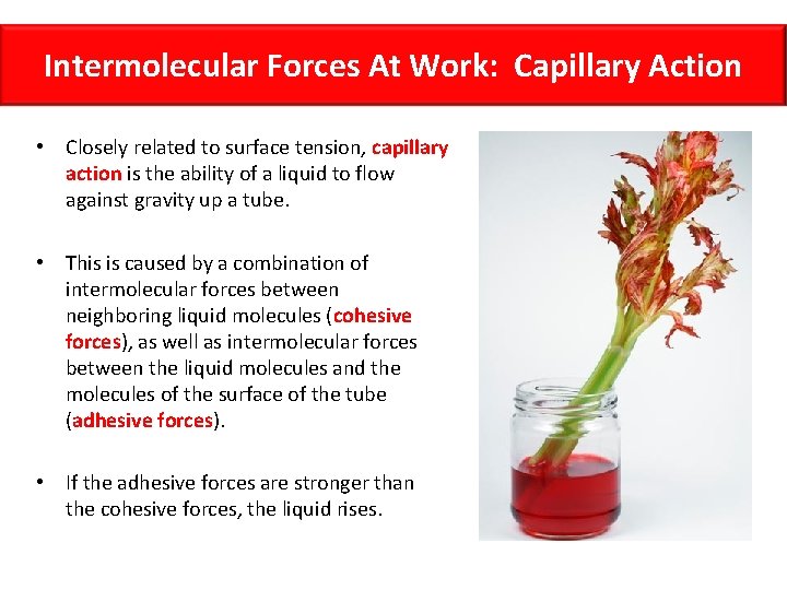 Intermolecular Forces At Work: Capillary Action • Closely related to surface tension, capillary action