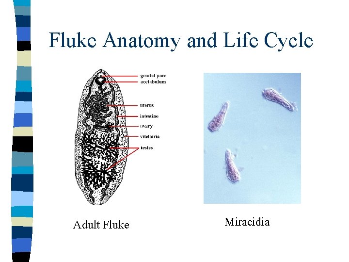 Fluke Anatomy and Life Cycle Adult Fluke Miracidia 