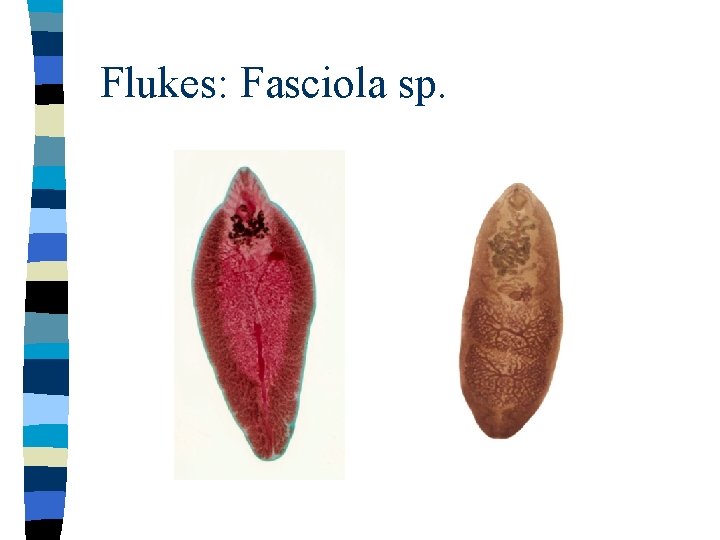 Flukes: Fasciola sp. 