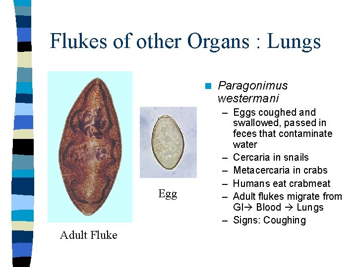 Flukes of other Organs : Lungs n Egg Adult Fluke Paragonimus westermani – Eggs
