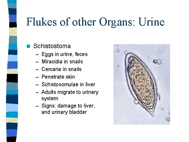 Flukes of other Organs: Urine n Schistostoma – – – Eggs in urine, feces