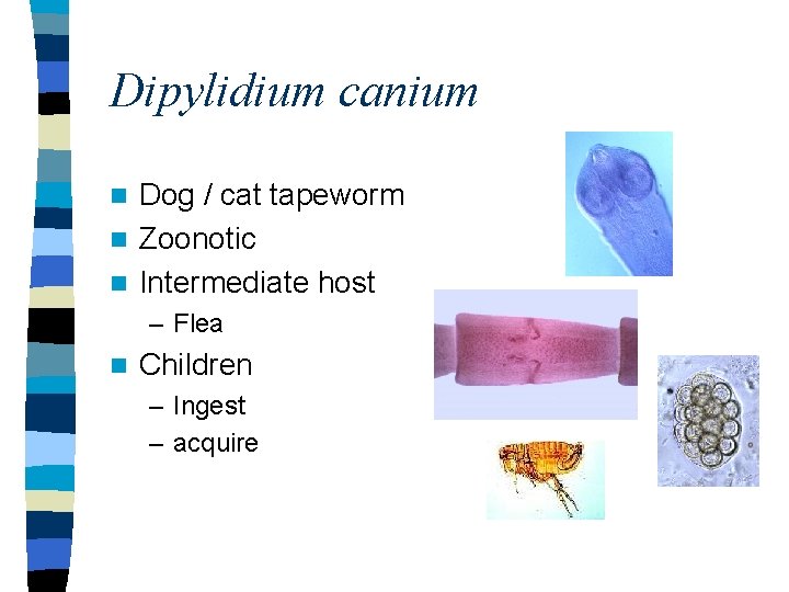 Dipylidium canium Dog / cat tapeworm n Zoonotic n Intermediate host n – Flea