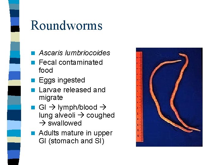 Roundworms n n n Ascaris lumbriocoides Fecal contaminated food Eggs ingested Larvae released and