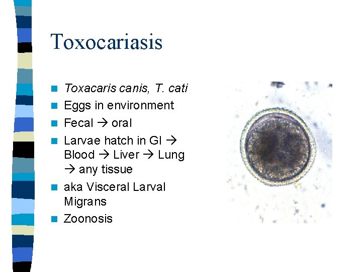 Toxocariasis n n n Toxacaris canis, T. cati Eggs in environment Fecal oral Larvae