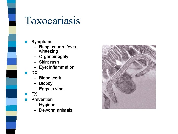 Toxocariasis Symptoms – Resp: cough, fever, wheezing – Organomegaly – Skin: rash – Eye: