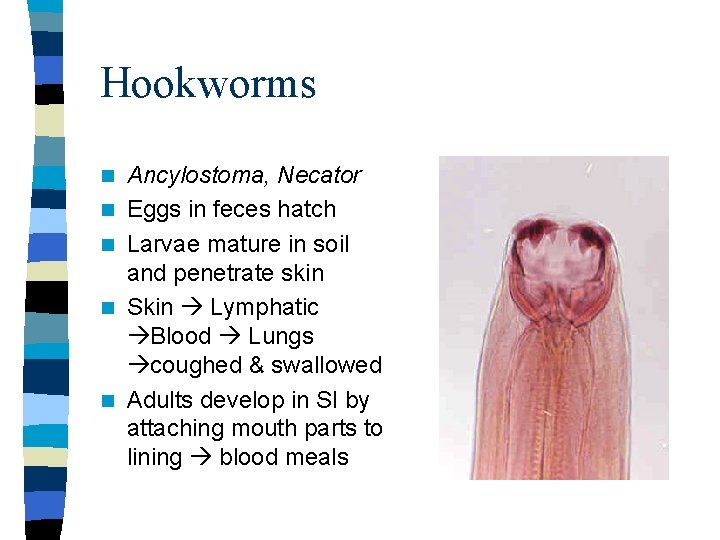 Hookworms n n n Ancylostoma, Necator Eggs in feces hatch Larvae mature in soil