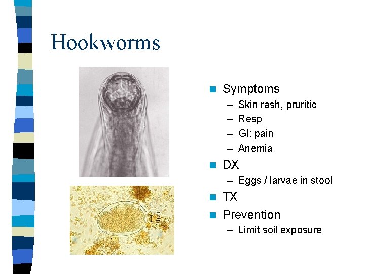 Hookworms n Symptoms – – n Skin rash, pruritic Resp GI: pain Anemia DX