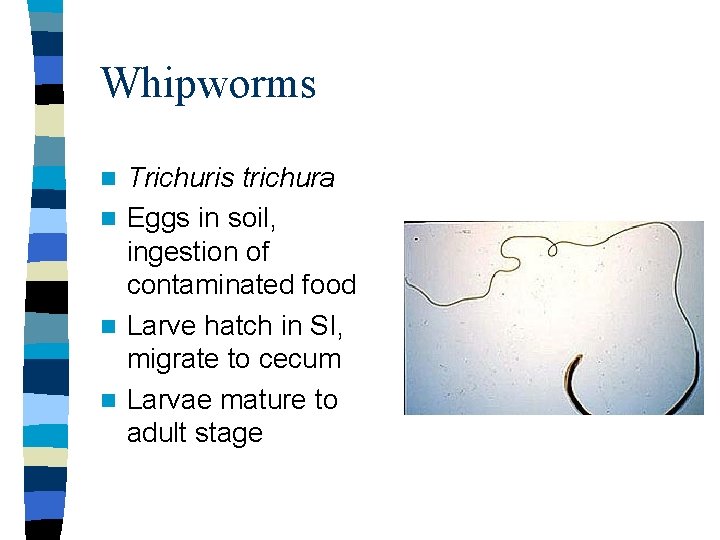 Whipworms Trichuris trichura n Eggs in soil, ingestion of contaminated food n Larve hatch
