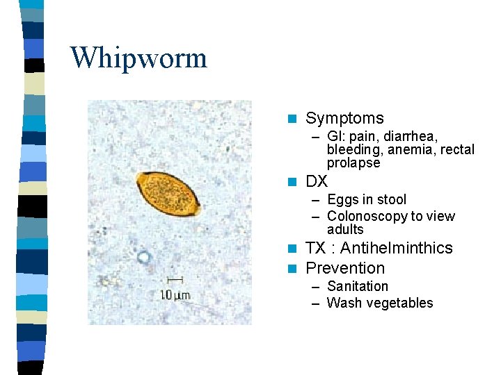 Whipworm n Symptoms – GI: pain, diarrhea, bleeding, anemia, rectal prolapse n DX –